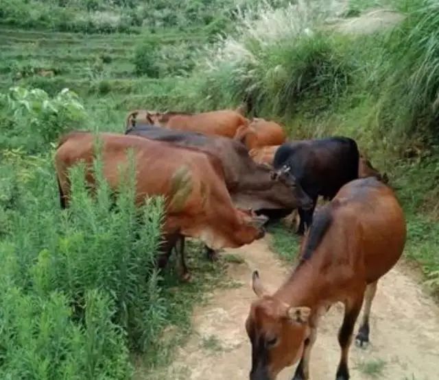 农村这4种家畜养殖，至今是市场上最赚钱的项目，选择养殖一定不错